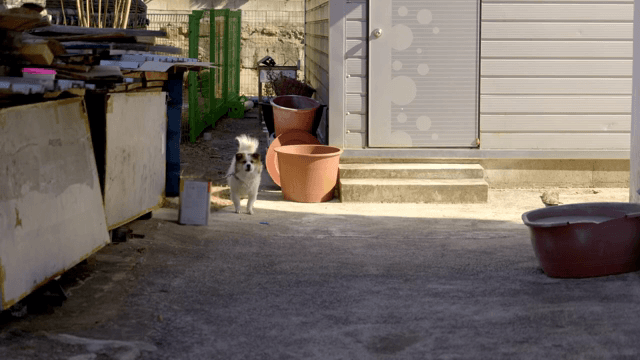 골목길에 서서 짖고 있는 개