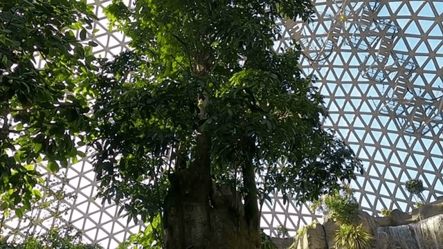 유리 돔 안의 큰 나무