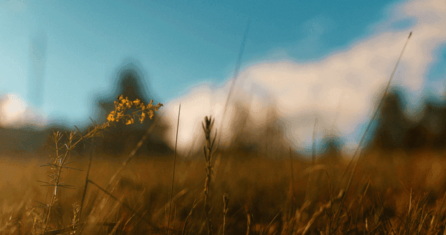 잔디밭에 핀 작은 노란 꽃