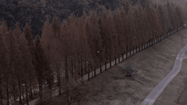 키 큰 나무가 늘어선 고요한 길