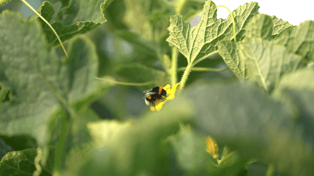 Bumblebees on flowering plants in garden