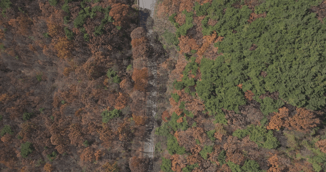 다채로운 숲을 가로지르는 구불구불한 도로