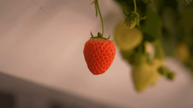 Ripe strawberries hanging on plant