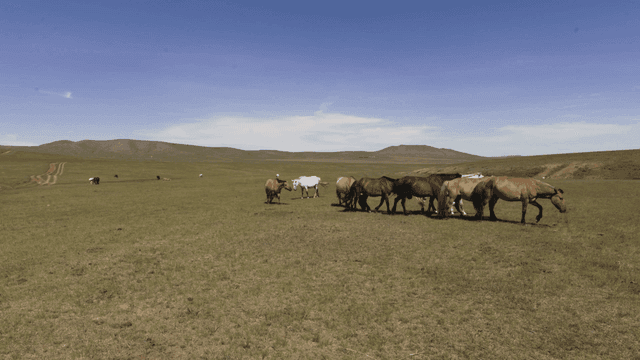 넓은 평원에서 풀을 뜯는 말들