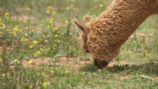 야생화가 핀 들판에서 풀을 뜯는 알파카
