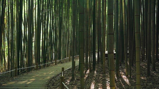 Serene bamboo forest path in daylight