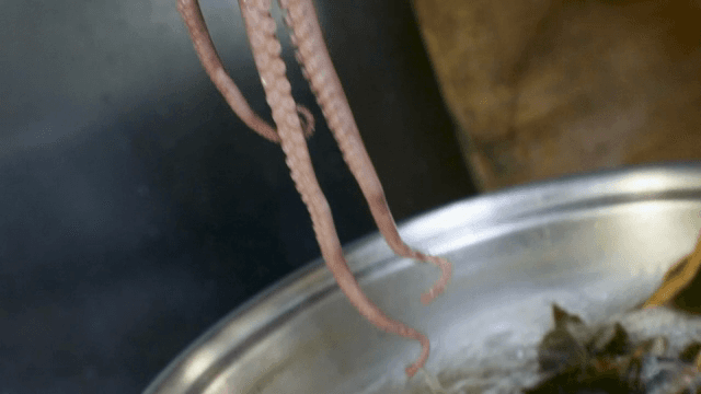 Octopus taken out of a boiling pot