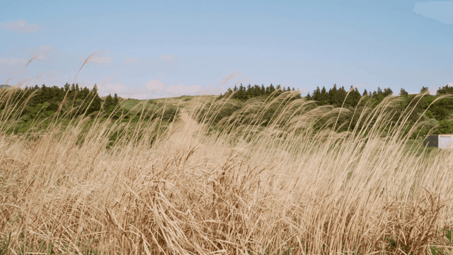 바람에 흔들리는 키 큰 풀밭