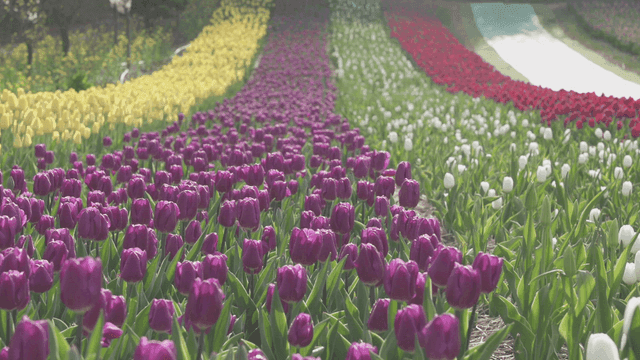 다채로운 튤립이 줄지어 있는 화단