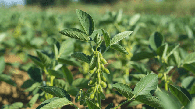 Green soybean plants in a sunny field
