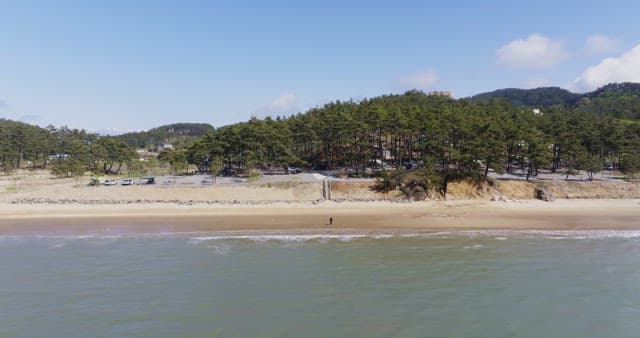 Serene beach with surrounding forest