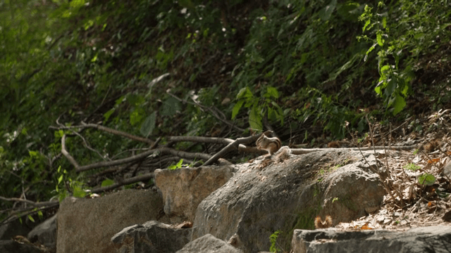 숲 속 바위 위의 다람쥐