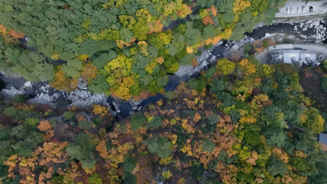 다채로운 숲을 가로지르는 구불구불한 도로