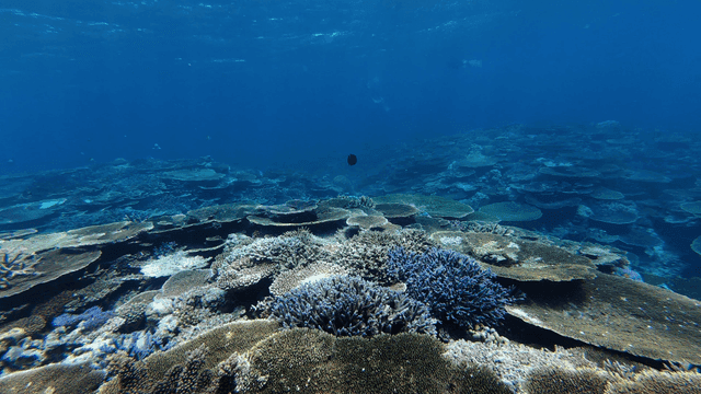 Underwater coral reef with fish swimming