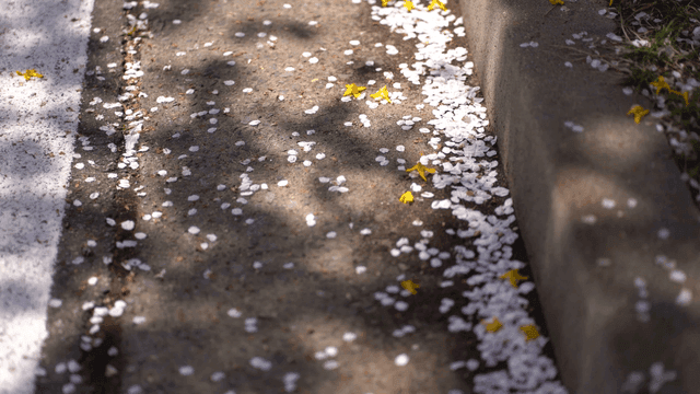 Cherry blossom petals scattered on the ground