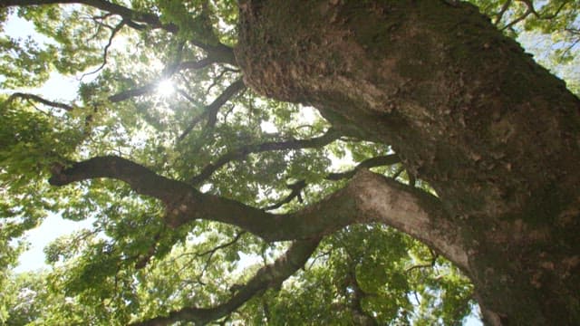 큰 나무의 나뭇가지 사이로 비치는 햇빛