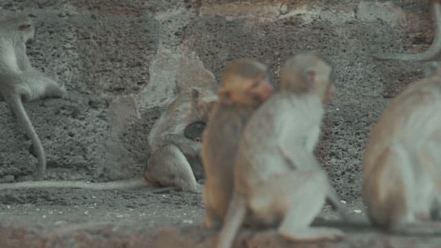 Group of Monkeys Resting and Playing on Stone Structure