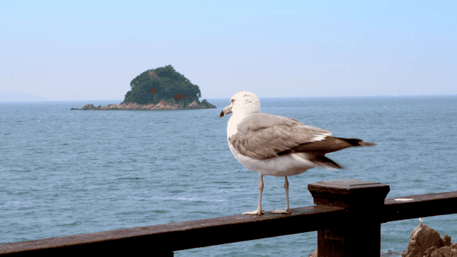 바다 옆 나무 난간에 앉아 있는 갈매기