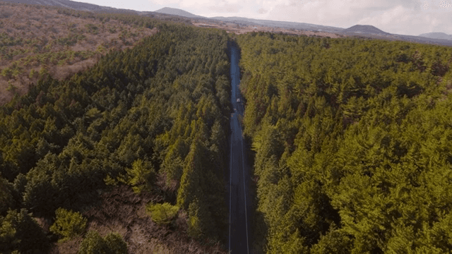 울창한 숲을 가로지르는 긴 도로