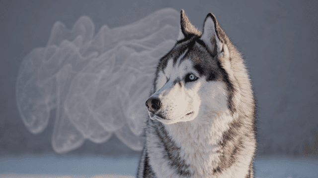 Husky with blue eyes in snow