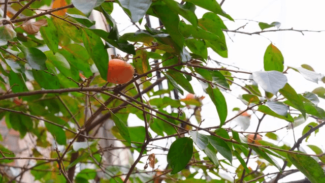 잘 익은 감이 달린 감나무