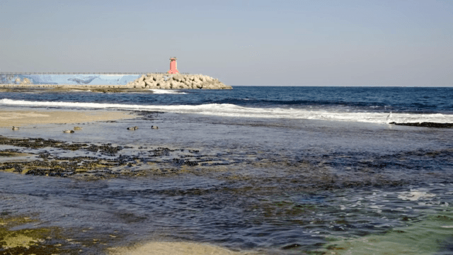 Serene beach with ducks and a lighthouse
