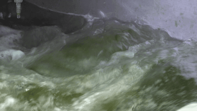 Seaweed being washed in swirling water