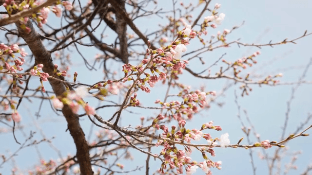 나무 가지에 피어나는 벚꽃