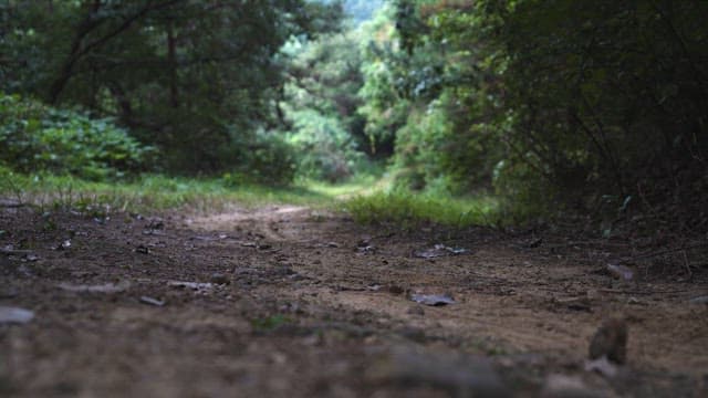 A serene walk through a forest trail