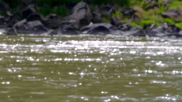 Flowing river with rocks and greenery