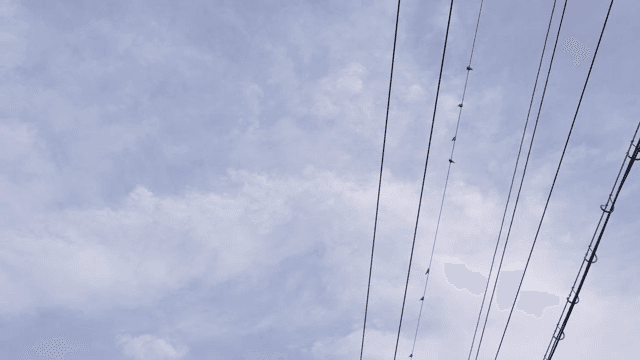 하늘을 배경으로 전선에 앉아 있는 새들