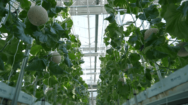 Melons growing under greenhouse ceiling