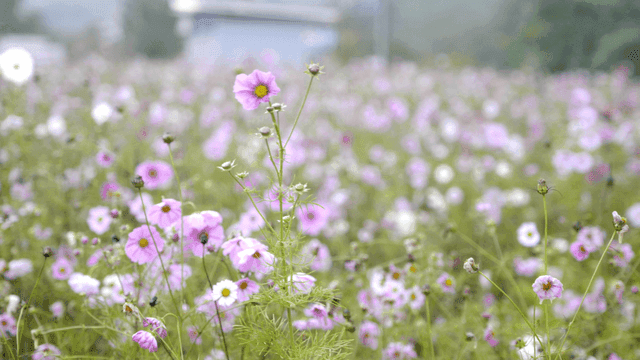 활짝 핀 분홍 코스모스 꽃밭