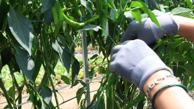 화창한 날 밭에서 신선한 고추를 따는 모습