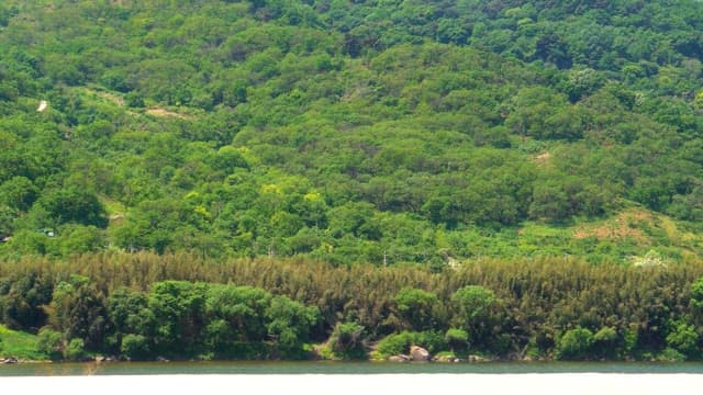 Panoramic view of a lush green forest on a sunny day