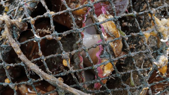 Clams trapped in fishing net