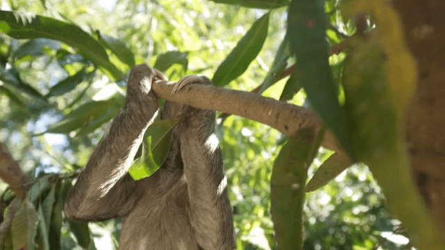나무 가지에 매달린 나무늘보