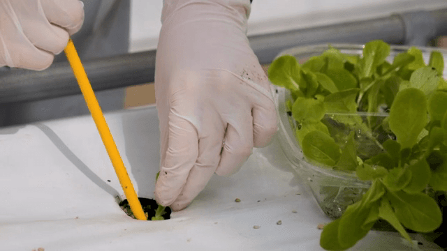 수경 재배 시스템에서 묘목 심기