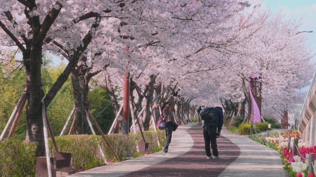 Cherry Blossoms Bloom Along a Park Pathway