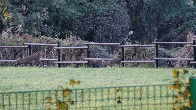 Deer grazing in a fenced grassy area