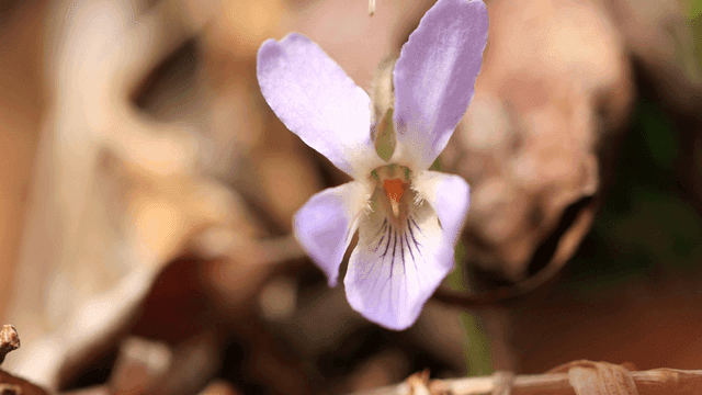 Blooming light purple flowers