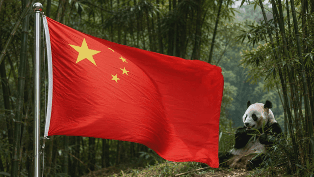 Panda in bamboo forest with Chinese flag fluttering