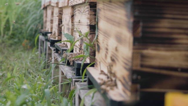 Beehives Lined Up in a Lush Green Field