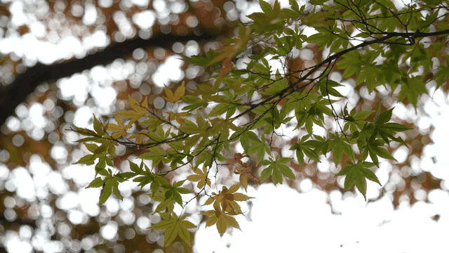 Green leaves on a tree branch