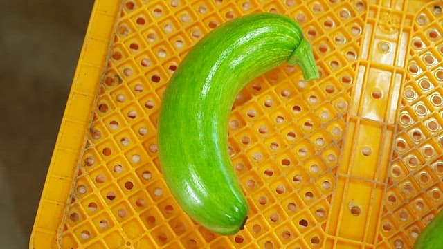 노란 격자 트레이 위의 신선한 녹색 애호박