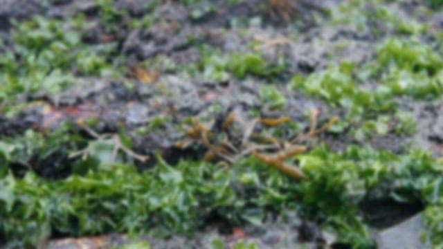 얕은 바다에서 자라는 해초, 뜸부기