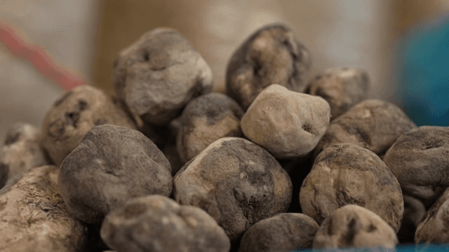 수확된 감자 더미