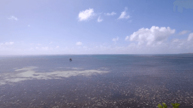 열대나무로 둘러싸인 해변가