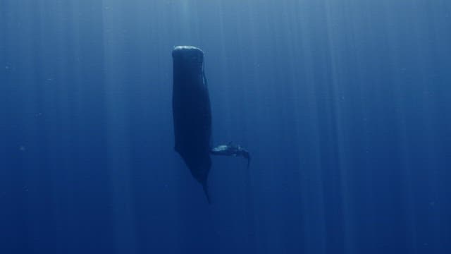 어미의 젖을 물고 있는 새끼 향유고래