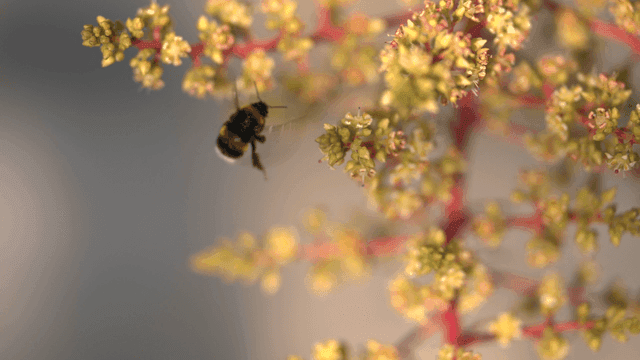 Bumblebees collecting nectar from flowers